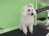 Banho :poodle